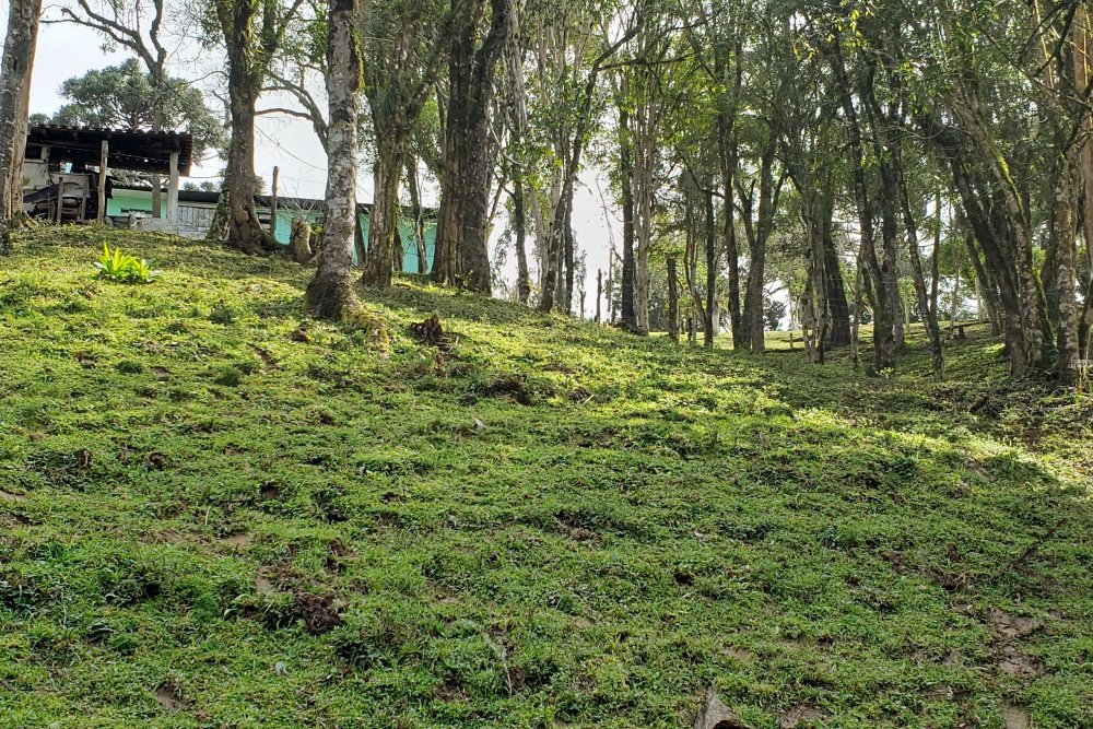 Rua Chimboveiro, N. 000, Chimboveiro, Mandirituba, 0 , 0 ,0,Terreno,Venda,Chimboveiro,Chimboveiro,0,1073